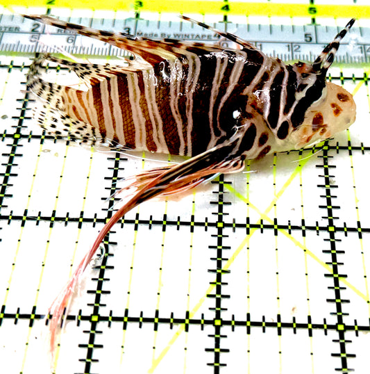 Dwarf Zebra Lionfish DZL051802 WYSIWYG Size: L 3.75"approx