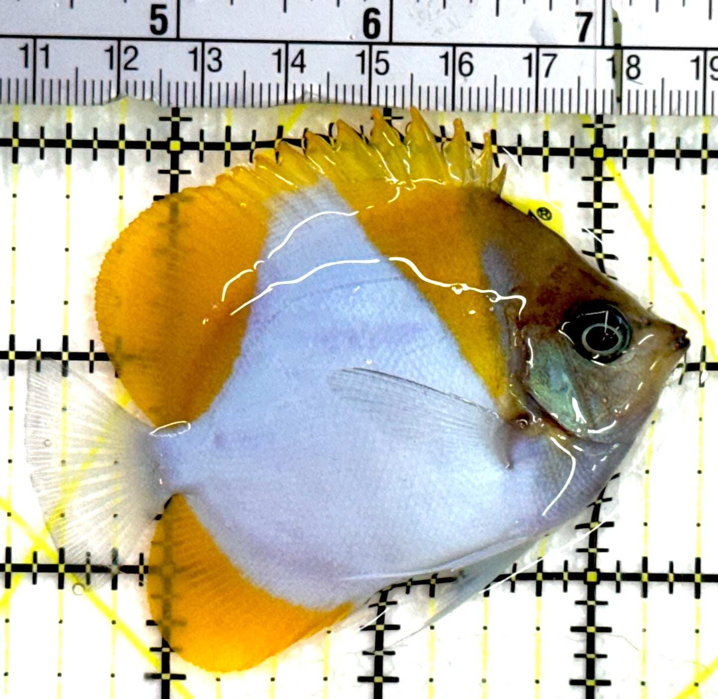 Pyramid Diamond Butterflyfish PDB062501 WYSIWYG Size: M 3.25" approx