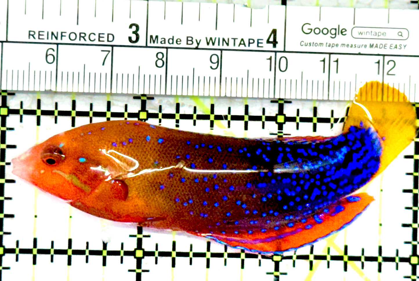 African Red Clown Coris Wrasse Adult ARCCWA070602 WYSIWYG Size: S 3"