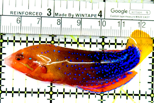 African Red Clown Coris Wrasse Adult ARCCWA070602 WYSIWYG Size: S 3"