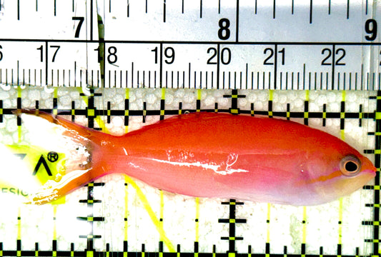 Dispar Anthias DA051902 WYSIWYG Size: L 2.5" approx