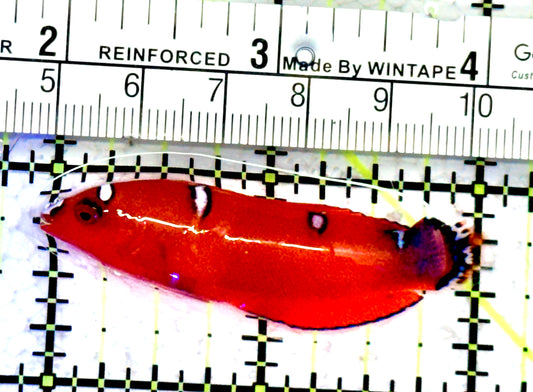 Red Coris Clown Wrasse Juvenile RCCWJ070601 WYSIWYG Size: S 2"