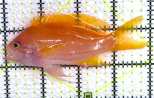 Squareback Anthias (Female) SA072303 WYSIWYG Size: L 4"