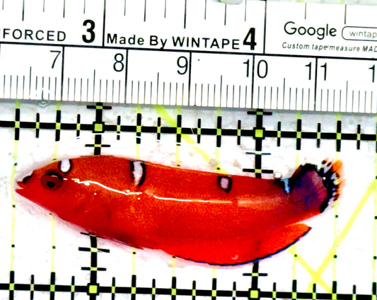 Red Coris Clown Wrasse Juvenile RCCWJ070602 WYSIWYG Size: S 2"