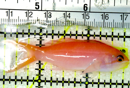 Dispar Anthias DA051903 WYSIWYG Size: L 2.75" approx
