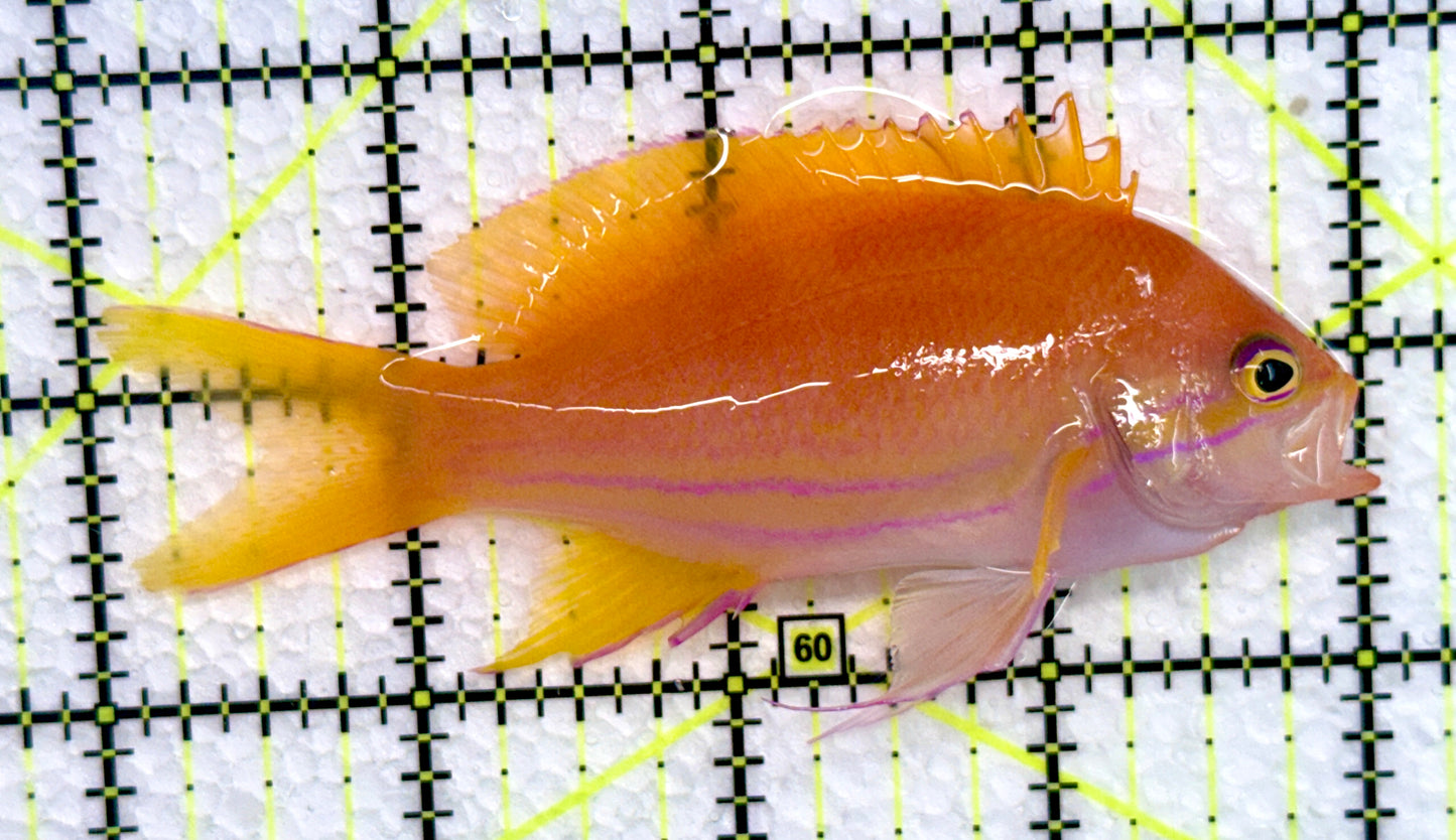Squareback Anthias (Female) SA072303 WYSIWYG Size: L 4"