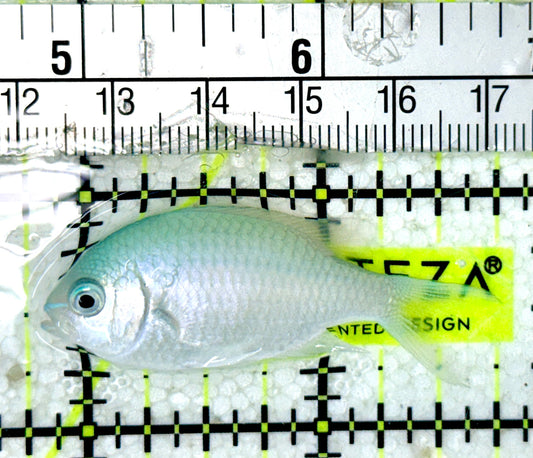 Green Chromis Fish GCF051901 WYSIWYG Size: S 2"