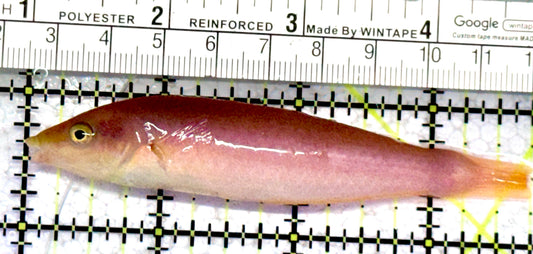 Pink Pencil Wrasse PPW070601 WYSIWYG Size: XXL 3.75"