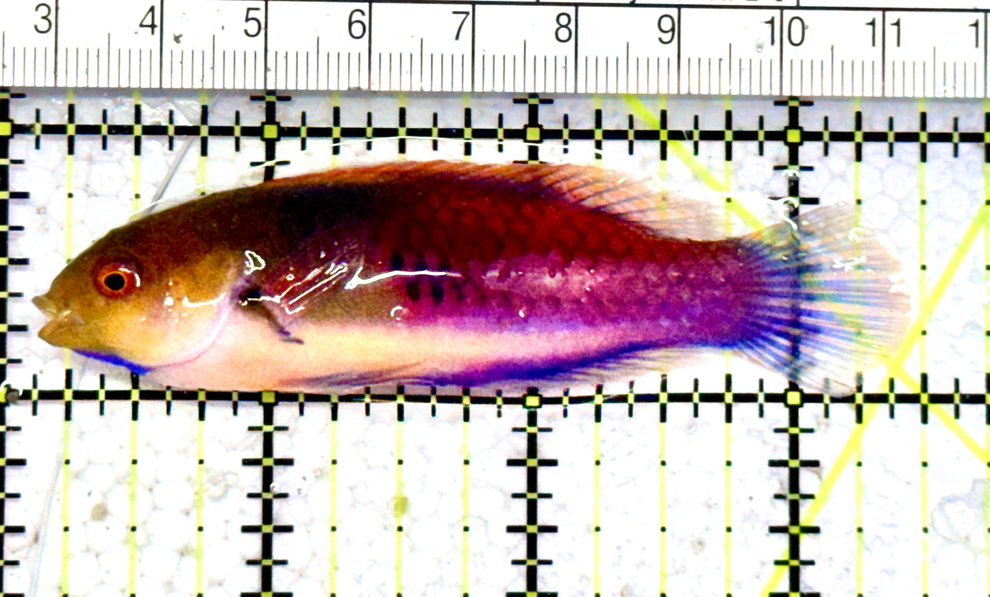 Blueside Fairy Wrasse BFW070601 WYSIWYG Size: XL  3.5" approx