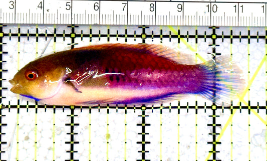 Blueside Fairy Wrasse BFW070601 WYSIWYG Size: XL  3.5" approx
