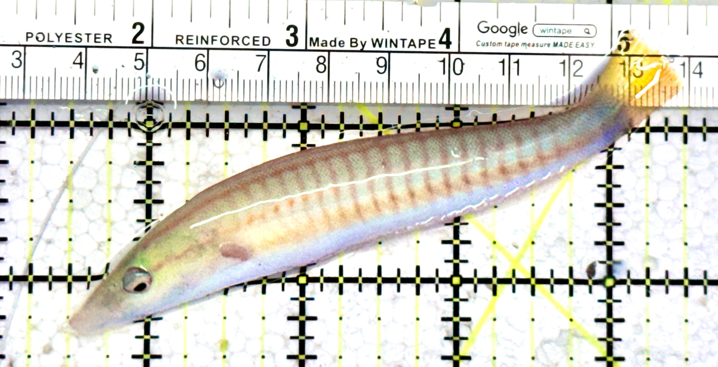 Red Ring Wrasse RRW070602 WYSIWYG Size: XL 4"  Juv  approx