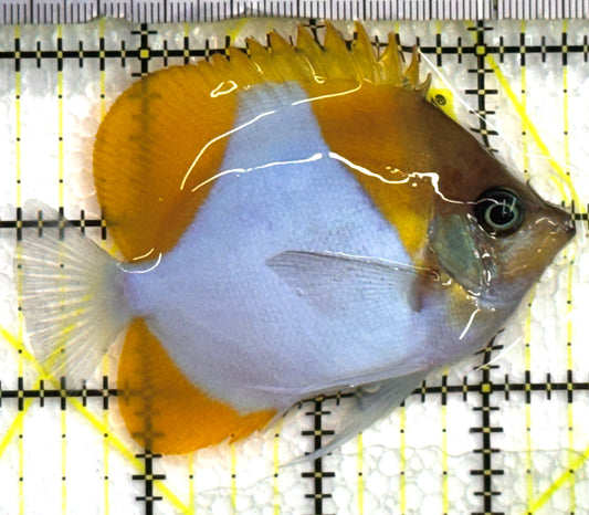 Pyramid Diamond Butterflyfish PDB062502 WYSIWYG Size: M 3.25" approx