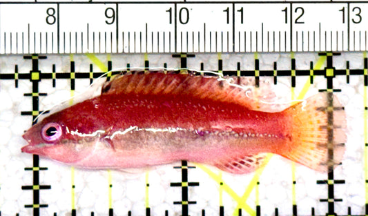 Dotted Fairy Wrasse DFW070601 WYSIWYG Size: L 2.25" approx