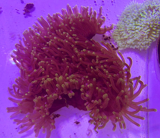 Purple Tip Ritteri Anemone (Maldives Import) PRA072701 WYSIWYG Size: XXXL/SHOW 16"