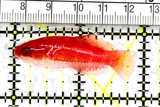 Carpenter's Flasher Wrasse CFW070601 WYSIWYG Size: L 2" approx