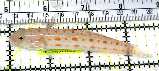 Diamond Watchman Goby DWG051901 WYSIWYG Size: L 3.75"