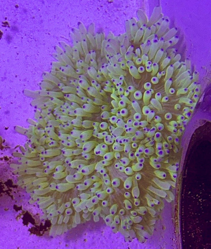 Purple Tip Sebae Anemone PSA072701 WYSIWYG Size: L 4" to 6"