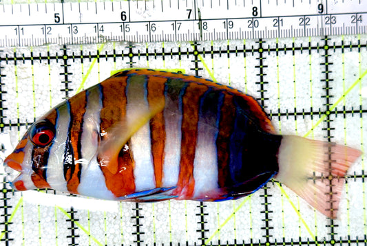 Harlequin Tuskfish HT051801 WYSIWYG Size: XL 5.5"