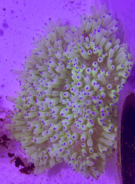 Purple Tip Sebae Anemone PSA072701 WYSIWYG Size: L 4" to 6"