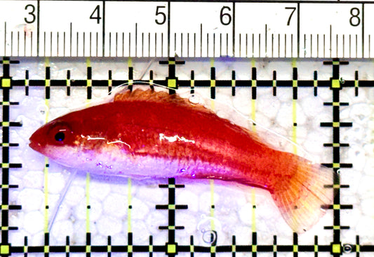 Carpenter's Flasher Wrasse CFW070602 WYSIWYG Size: L 2" approx