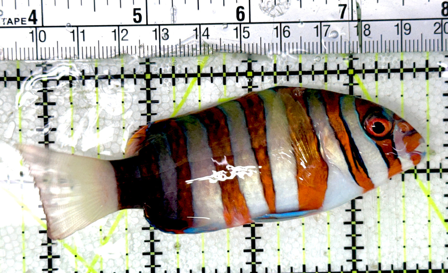 Harlequin Tuskfish HT051802 WYSIWYG Size: M 4"