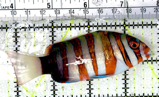 Harlequin Tuskfish HT051802 WYSIWYG Size: M 4"