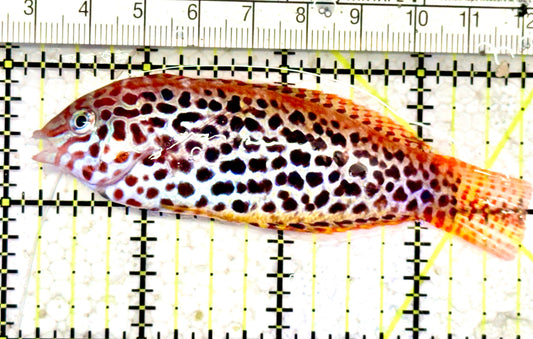 Meleagris Leopard Wrasse MLW070604 WYSIWYG Size: XL 3.5" approx