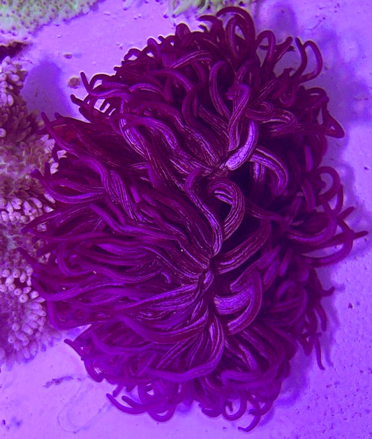 Peppermint Long Tentacle Anemone Size : 4" to 6"