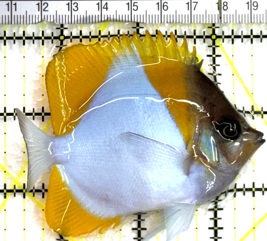 Pyramid Diamond Butterflyfish PDB062503 WYSIWYG Size: M 3.25" approx
