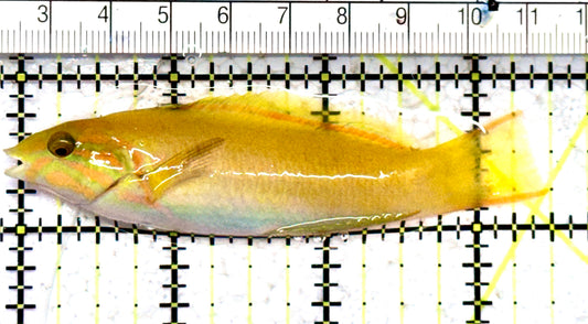 Yellow Banana Wrasse YBW070603 WYSIWYG Size: M 3.5" approx