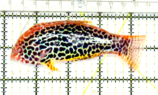 Meleagris Leopard Wrasse MLW070605 WYSIWYG Size: XXL/SHOW  4.25" approx
