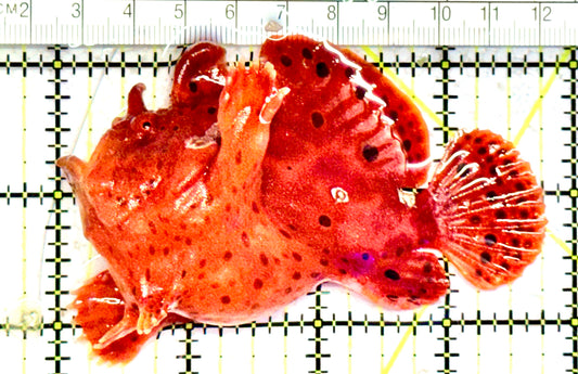 Red Warty Angler RWA070601 WYSIWYG Size: L 3.75" approx