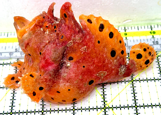 Red Warty Angler RWA051802 WYSIWYG Size: 5.5"
