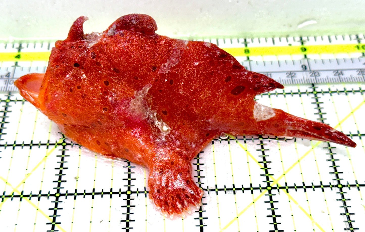 Red Warty Angler RWA051803 WYSIWYG Size: 5.25"