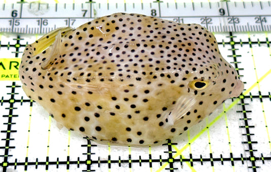 Largenose Boxfish LB051901 WYSIWYG Size: L 4"