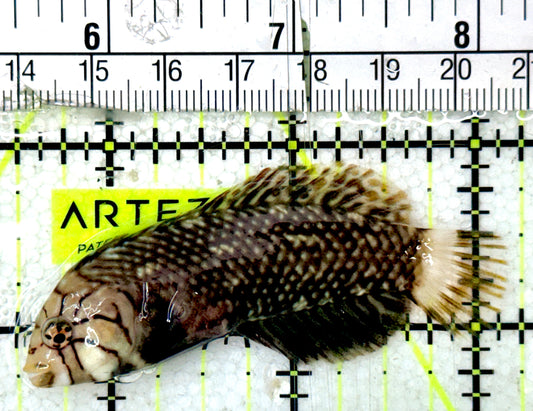Dragon Wrasse DW051801 WYSIWYG Size: M 2.75"
