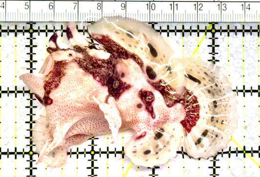 Rare White Red Warty Angler RWRWA070602 WYSIWYG Size: L 3.5" approx