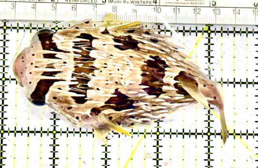 Long Spine Porcupine Pufferfish LSPP070601 WYSIWYG Size: XL 4.5" approx