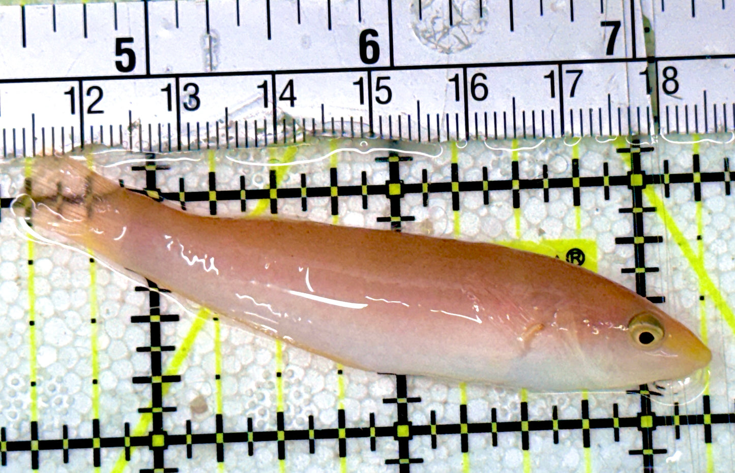 Pink Pencil Wrasse PPW051801 WYSIWYG Size: XL 2.75"