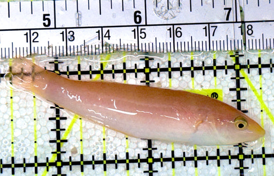 Pink Pencil Wrasse PPW051801 WYSIWYG Size: XL 2.75"