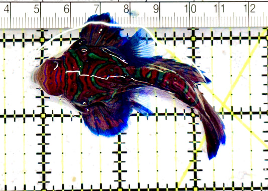 Green Mandarin Dragonet GMD070601 WYSIWYG Size: XXL 2.75" approx