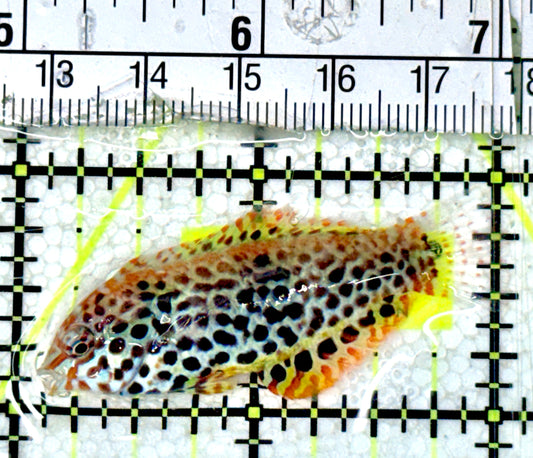 Meleagris Leopard Wrasse MLW051801 WYSIWYG Size: S 2"