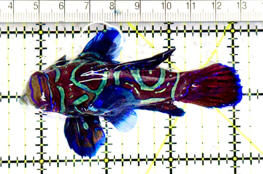 Green Mandarin Dragonet GMD070602 WYSIWYG Size: XXXL/SHOW 3.25" approx