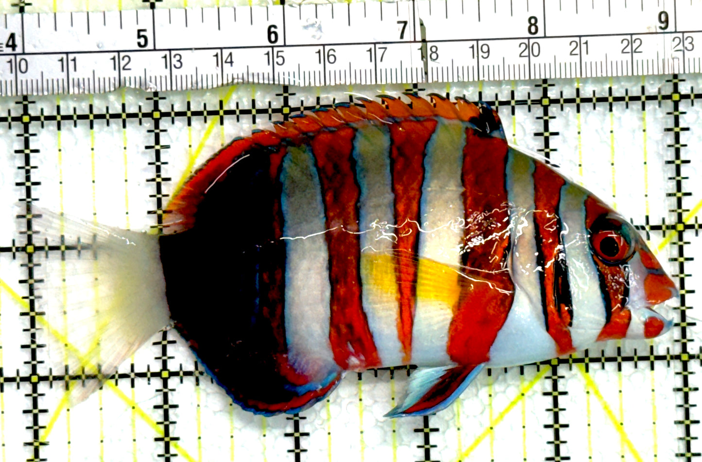 Harlequin Tuskfish HT062601 WYSIWYG Size: L 5" approx