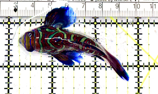 Green Mandarin Dragonet GMD070603 WYSIWYG Size: XL  2.5" approx