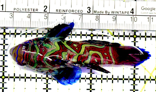 Green Mandarin Dragonet GMD070601 WYSIWYG Size: XXXL/SHOW 3.25"