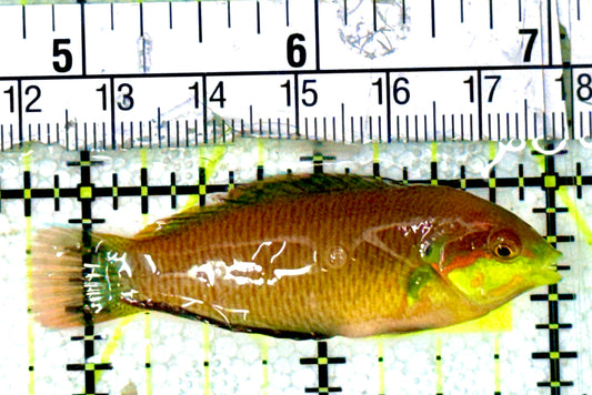 Moyer's Leopard Wrasse MLW051801 WYSIWYG Size: ML 2.25"
