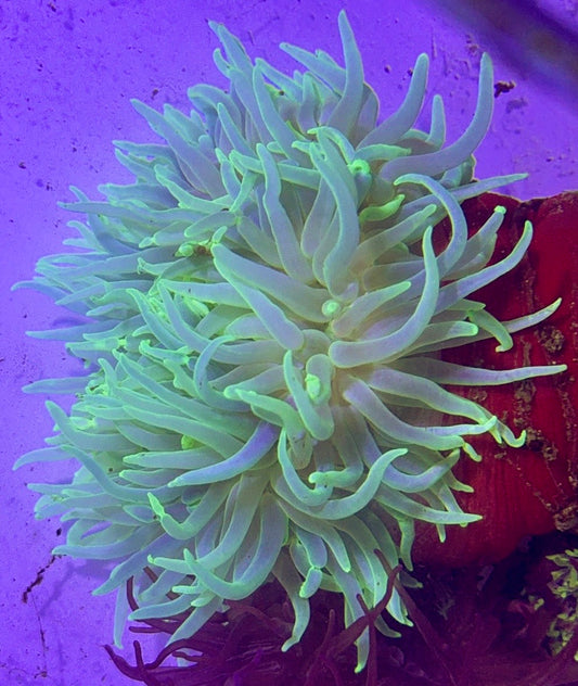 Long Tentacle Anemone LTA072701 WYSIWYG Size XL: 10" and Above