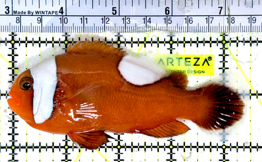 Red Saddleback Clownfish RSC051801 WYSIWYG Size: SHOW 4.5"