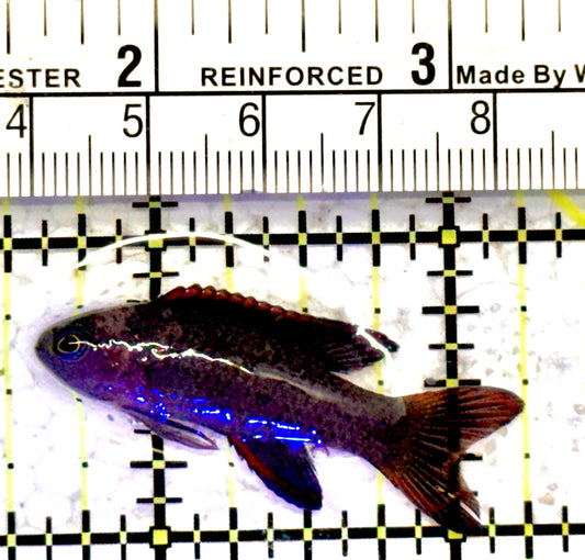 Randall's Blue Assessor Basslet RBAB070603 WYSIWYG Size: 1.75"